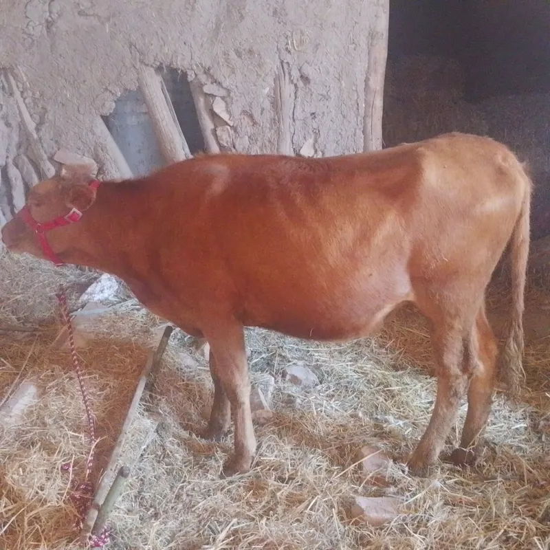Srochniyga bōgʻoz sotiladi kafolati bilan 1