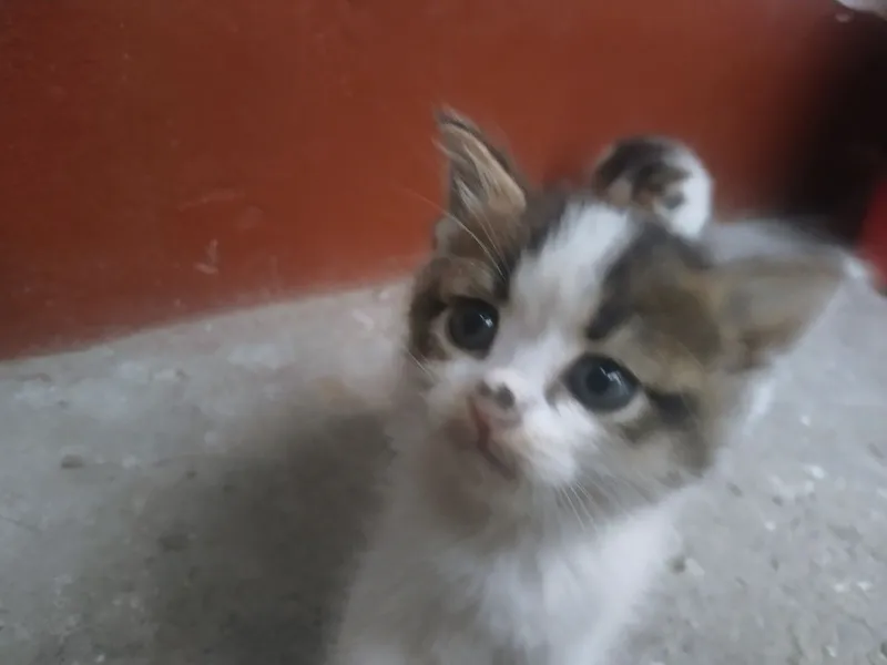 Srochna sotiladi 2 oylik boʻlishdi 2 Srochna sotiladi 2 oylik boʻlishdi 2