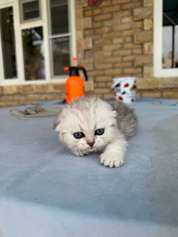 Котята маленькие 2 месяца — фото 3