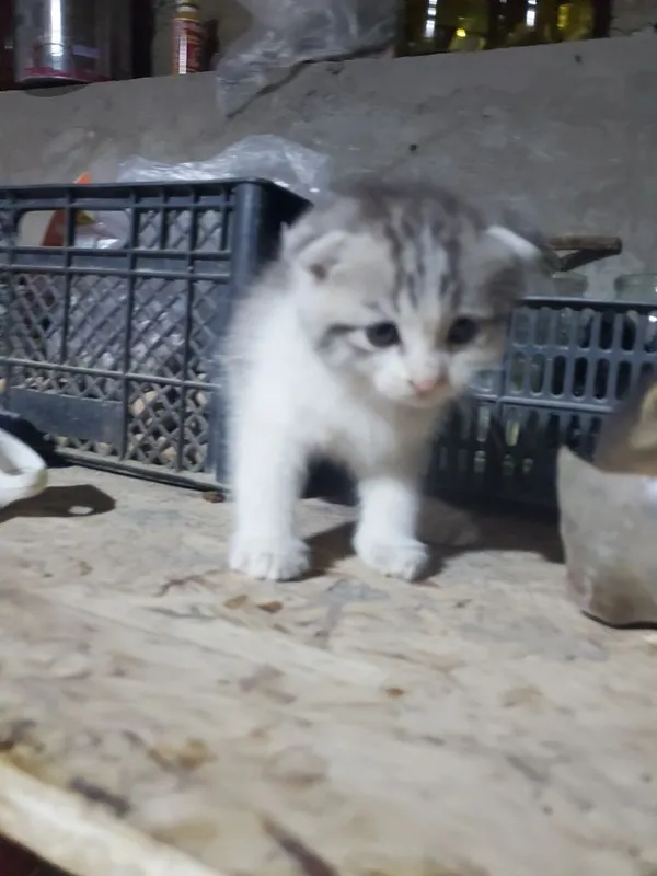 Котята британские — фото 2