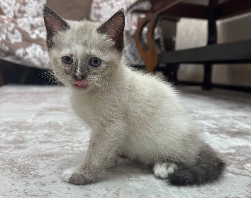 Котенок маленький 1 Котенок маленький 1