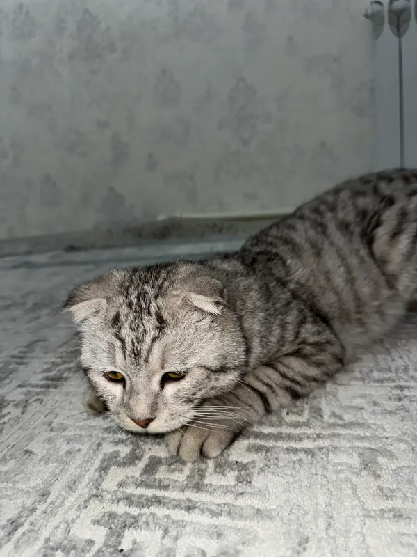 Кошка 1 Кошка 1