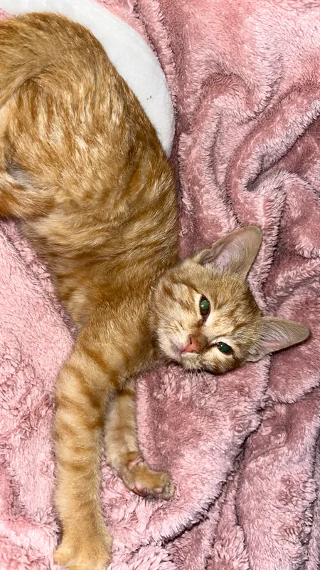 кошка 2
