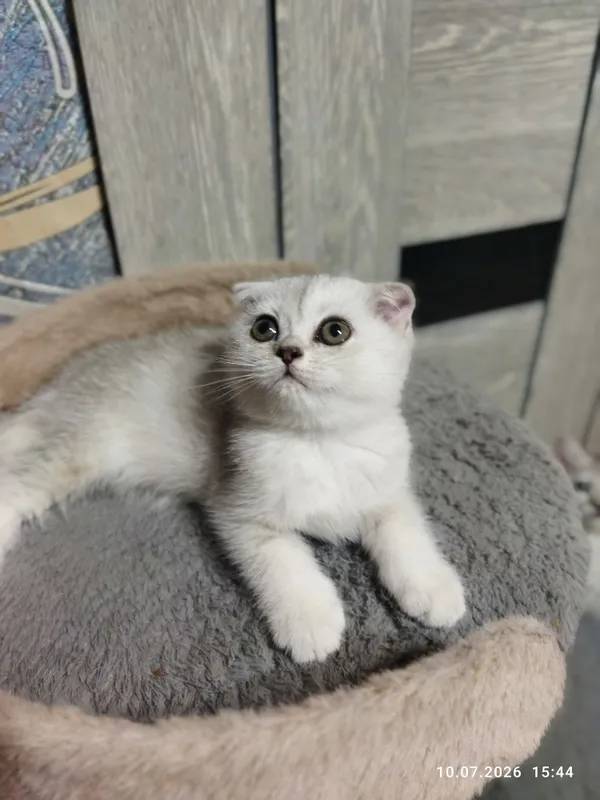 продажа шотланских котят 2