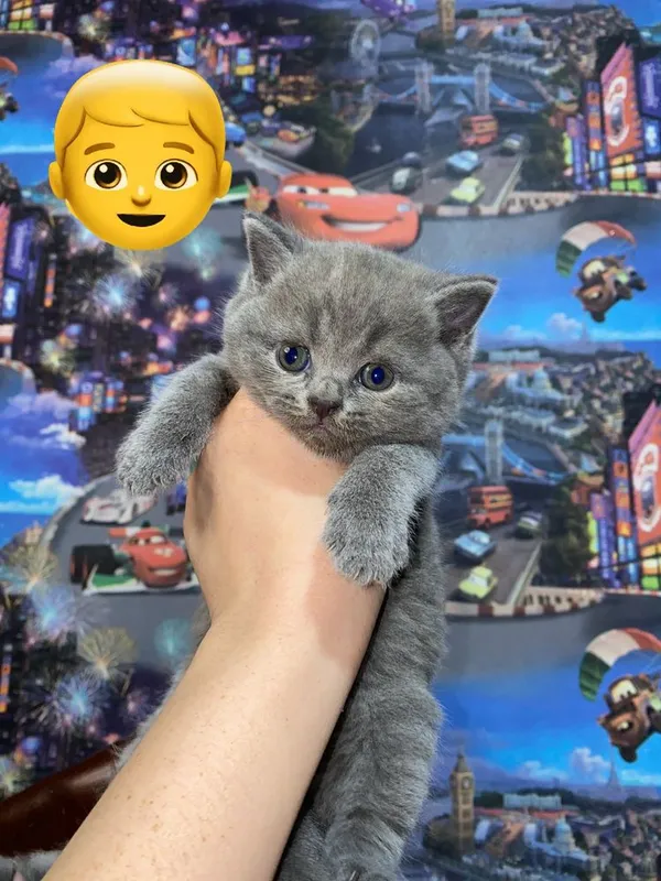 Шотладнские котята 2 Шотладнские котята 2