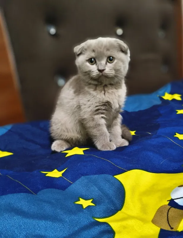 Скоттиш фолд лиловые — фото 3