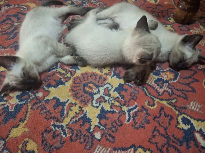 Сиамские котята чистокровные 3 Сиамские котята чистокровные 3