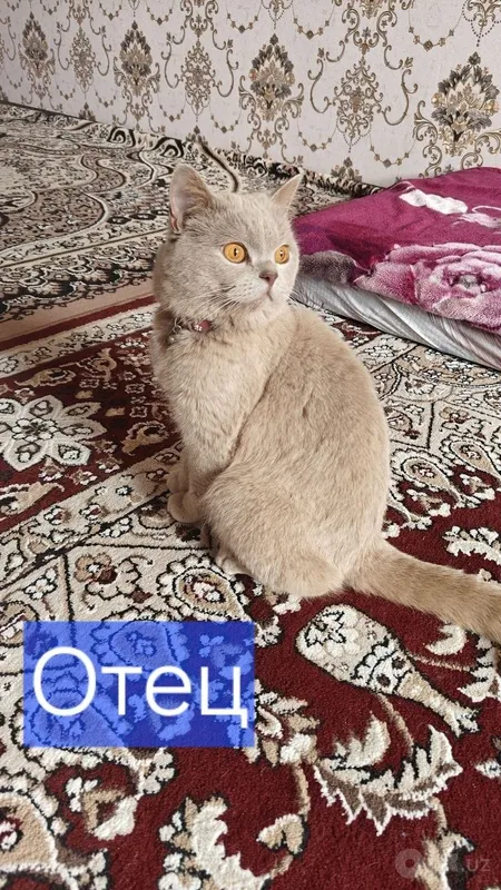 Продаются породистые котята 5 Продаются породистые котята 5