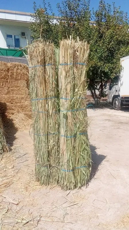Samon Beda Qamich 6 Samon Beda Qamich 6