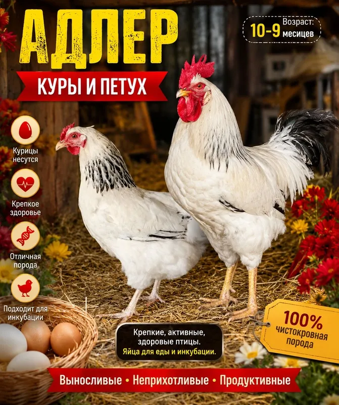 Адлер: куры-петухи