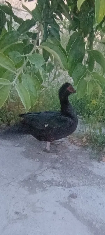 Ordaklar sotiladi indiski ordak 1ta xoʻroz 1ta makyon makyoni tugyapti — фото 1