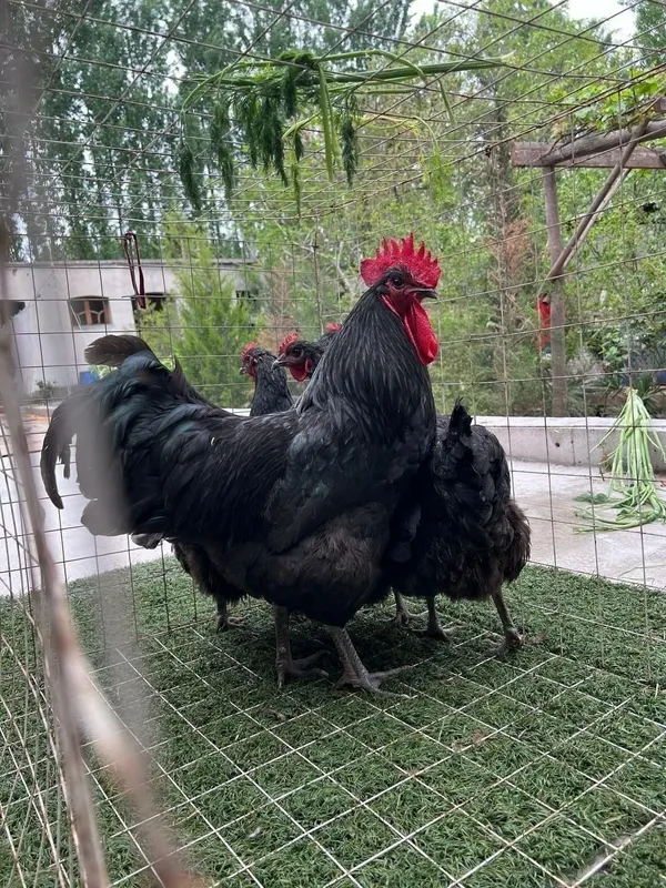 Jers zotdor tovuq tuxumlari sotiladi 1