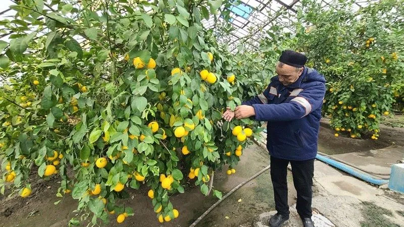 Lemon va lemon kuchatlari
