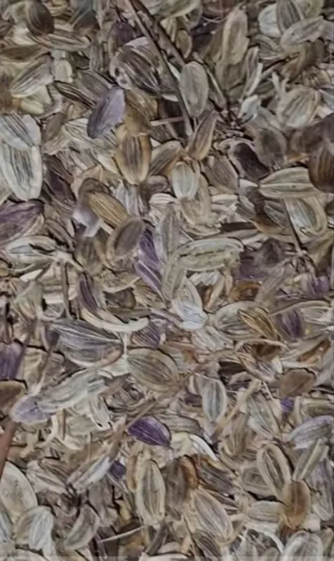 Коврак (Ferula) кочати ва уруги СОТИЛАДИ !