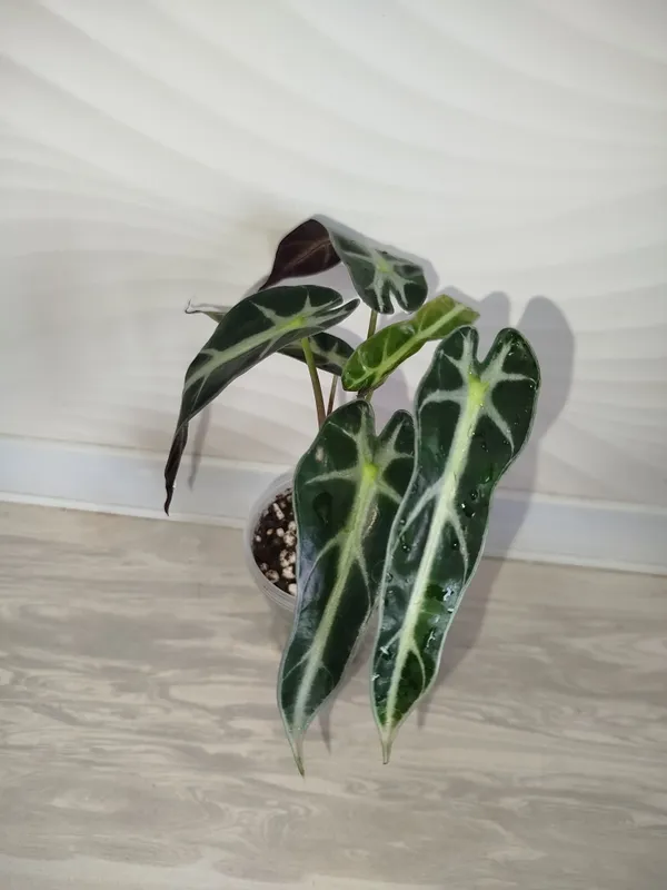 Alakaziya Bambino — фото 2