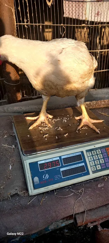 Бролер жужаси бор гушт 2