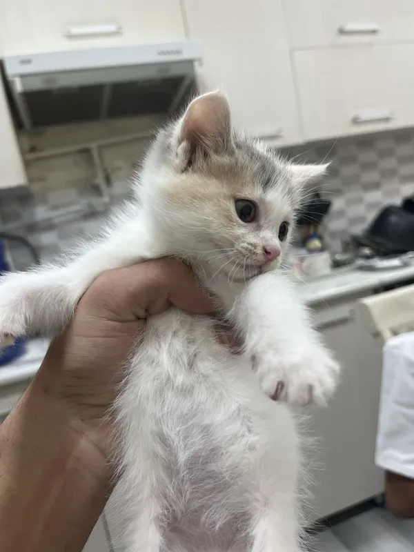 Продаются котята