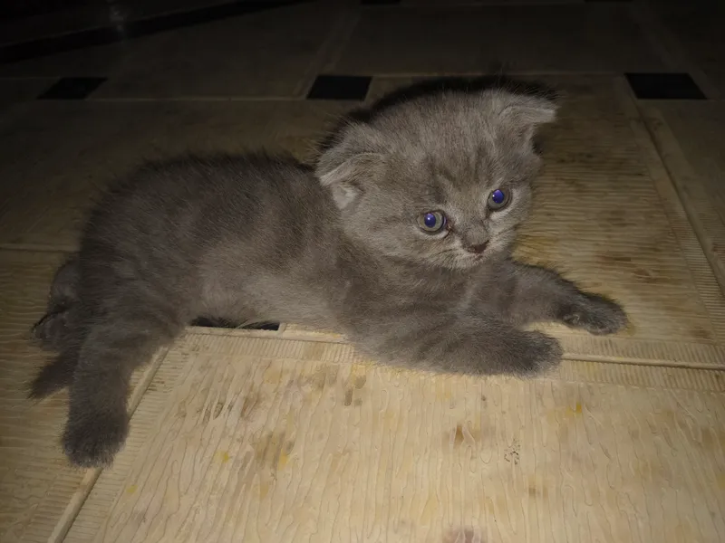 кошка 2