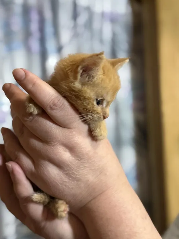 Котенок в добрые руки мальчик примерно 2 мес — фото 1