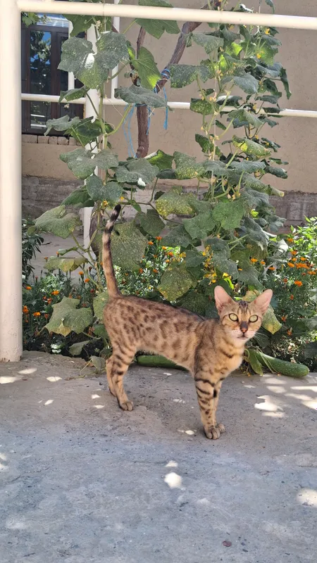 bengal zotli mushuk 1 bengal zotli mushuk 1