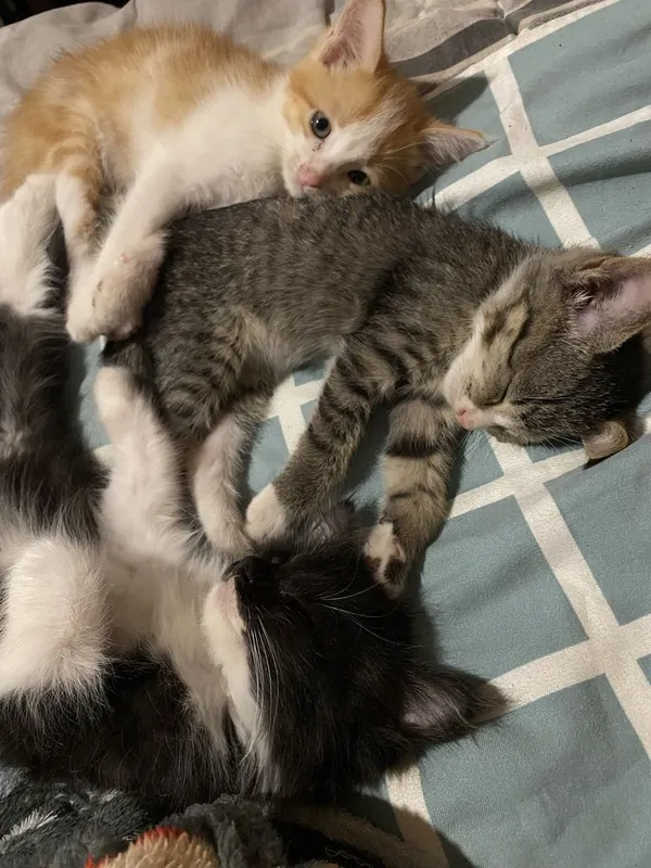 Котетя 2штук 2 месячные 1