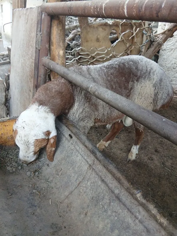 Qo'chqorlar sotiladi. Suyib ham beriladi. Navoiy — фото 1