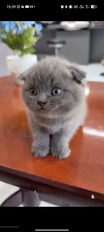 Scottish Fold sotiladi