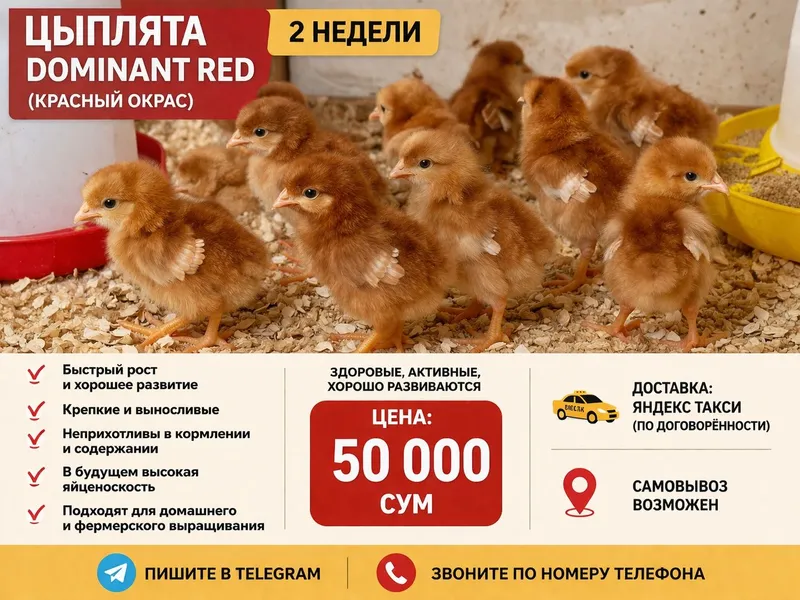 Цыплята Dominant Red красный окрас — фото 1