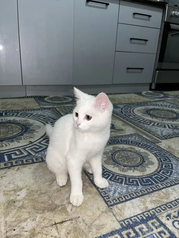 Mushuk oq ( кошка ) 1 Mushuk oq ( кошка ) 1