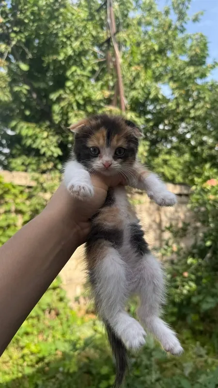 Продаётся котята вислоухие — фото 2