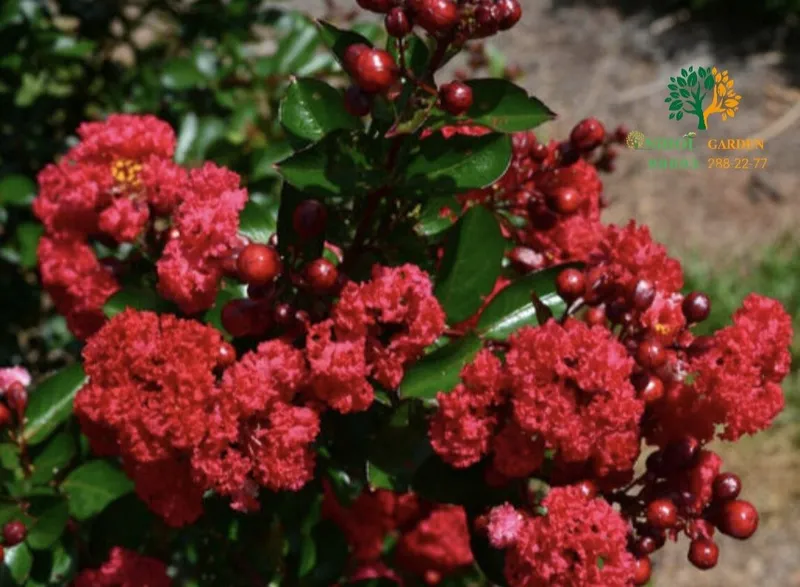 Cherri mocha Lagestreomia инд. Сирень — фото 5