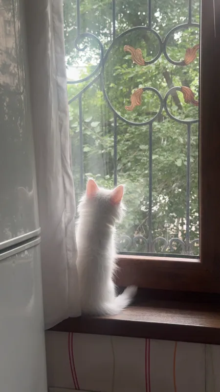 Котенок в добрые руки 4