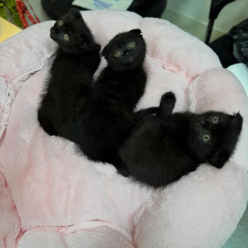 Scottish Fold qoravoychalar