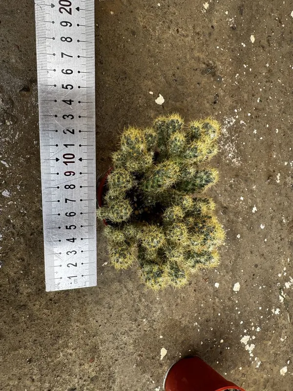 Кактус Mammillaria elongata — фото 5
