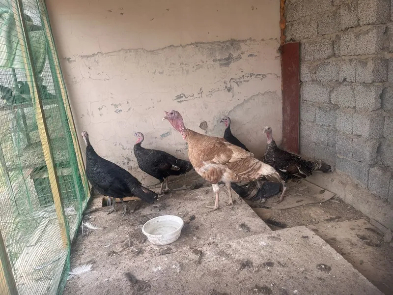 5 ta kurka 1 ta erkak 4 ta makyon — фото 1