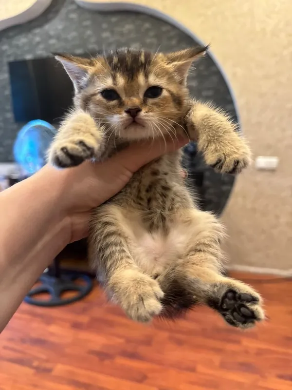 Продаются котятки, золотые и лиловые фолд — фото 1