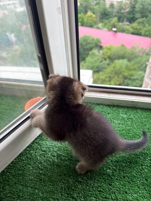 scottish fold девочка 1.5 месяцев