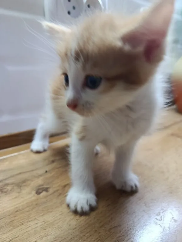 Котята 2 месяца. — фото 3