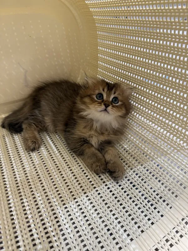 Кошка Шиншилла 2 месяцев 3 Кошка Шиншилла 2 месяцев 3