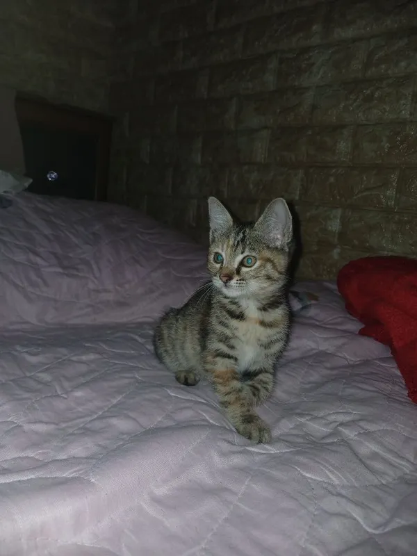 Котёнок отдаётся в добрые и ответственные руки — фото 3