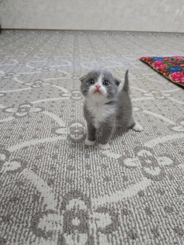 Срочно продаются котята — фото 1