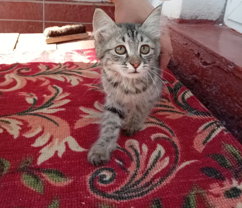 котёнок 3