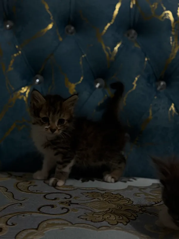 Кошка 3 Кошка 3