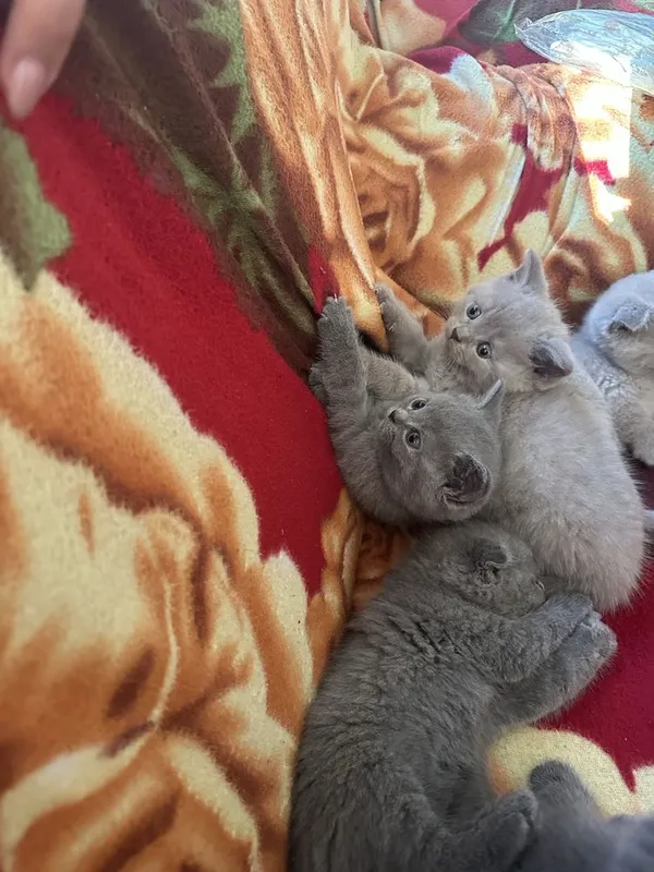Котята: скоттиш-фолд и скоттиш-страйт 7 Котята: скоттиш-фолд и скоттиш-страйт 7