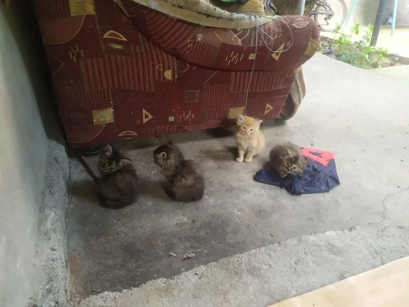 Отдам котят в добрые руки