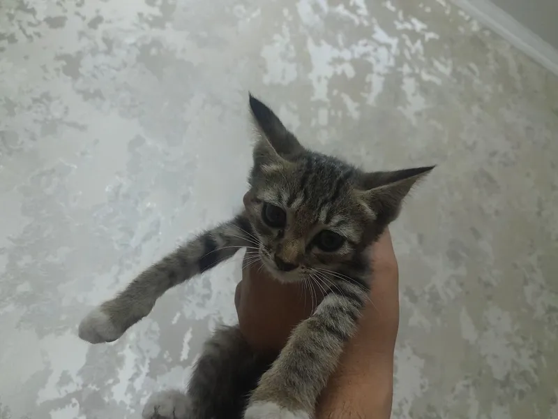 Котёнок в подарок 2 Котёнок в подарок 2