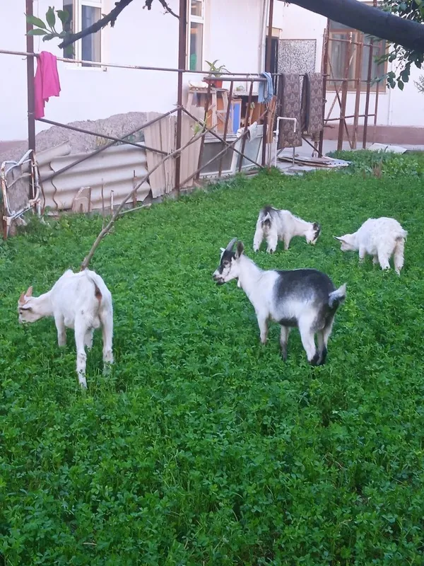 Zanin bolalari 4ta bir joyda 6mln narhni kelishamz 2ta urgʻoch 2ta erk