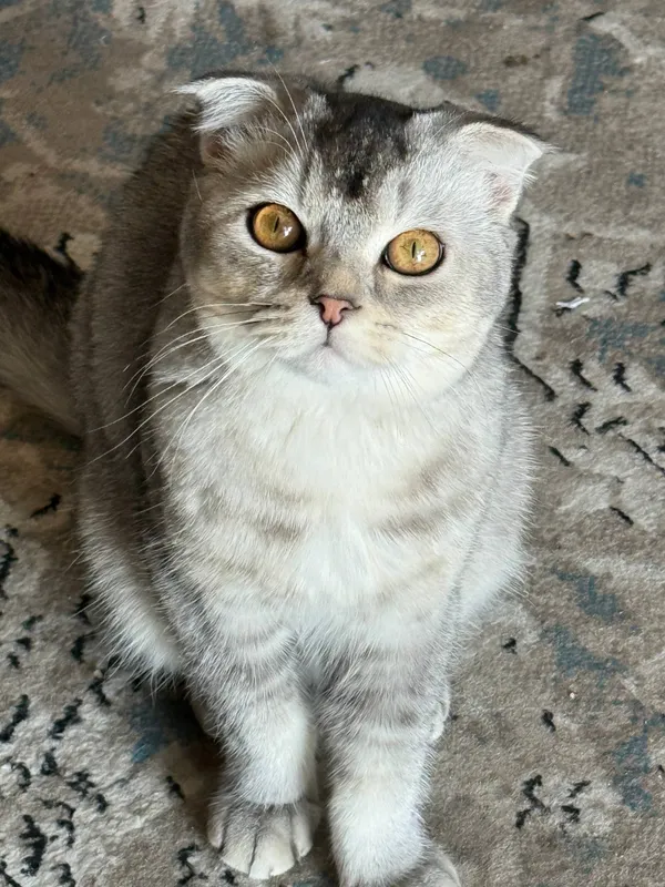 Srochna sotladi Scottish Fold 1