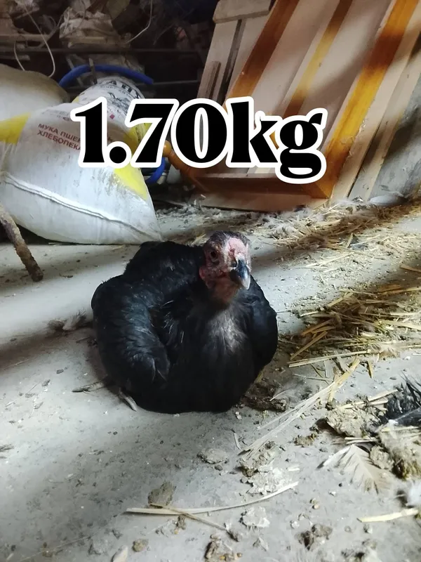1ta xoroz va 9ta tovuq sotiladi 7 1ta xoroz va 9ta tovuq sotiladi 7