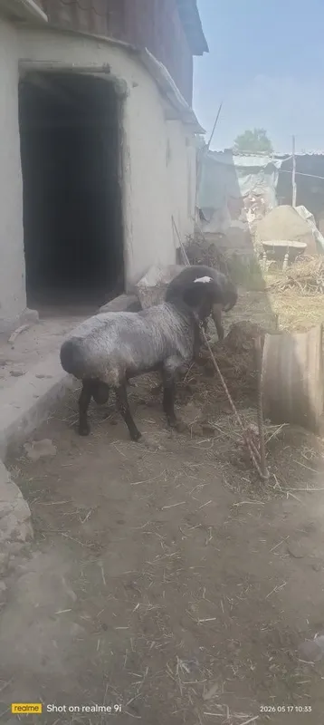 Кучкорла семиз 2та бор — фото 3